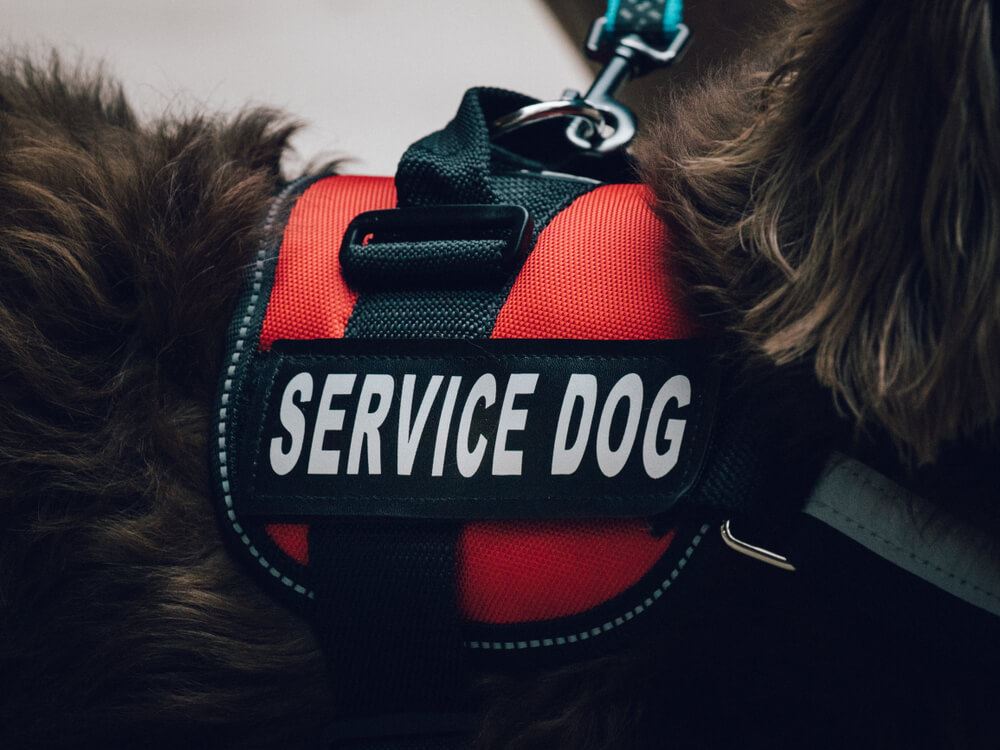 Rules Service Animals Flying Travel 