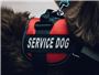 Here Are the Rules for Flying with Service Animals