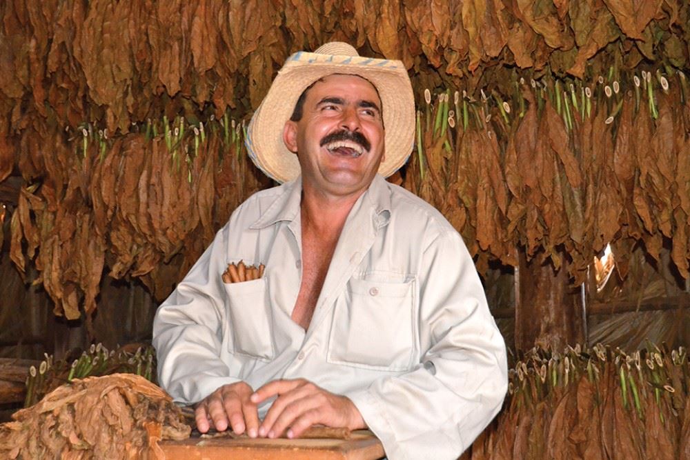 tobacco cuba farmer surrounded by tobacco and laughing