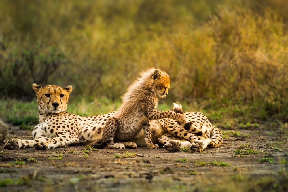 mother cheetah with cubs in namibia conservation