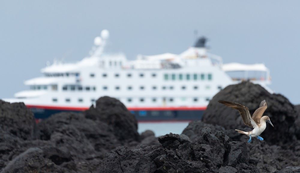 blue footed boobie flying in front of hurtigruten cruise ship in galapagos