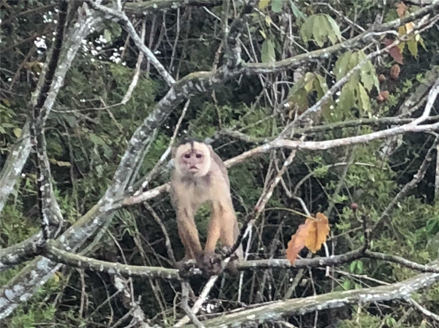 Amazon nature river cruises animals monkey vacation travel