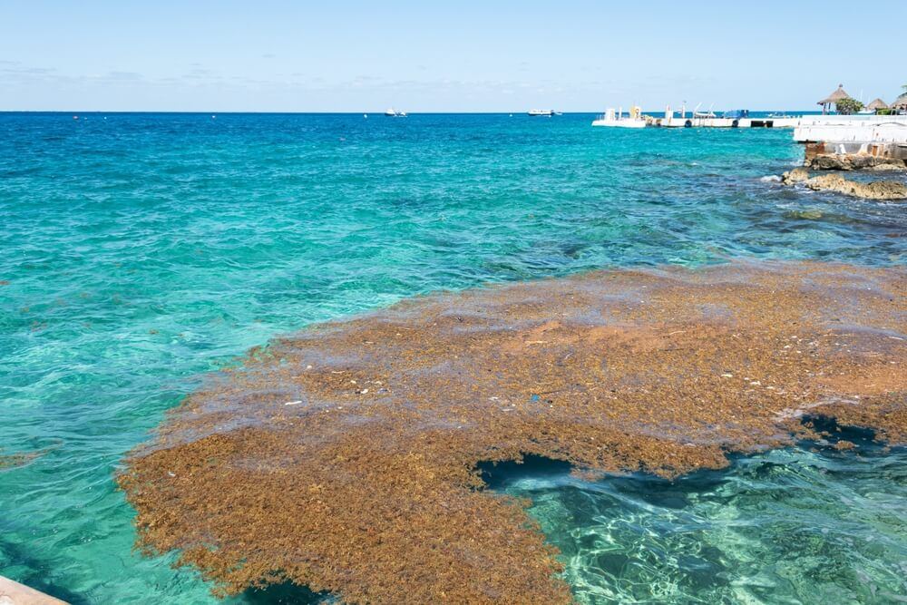 sargassum floating in the mexican caribbean sea
