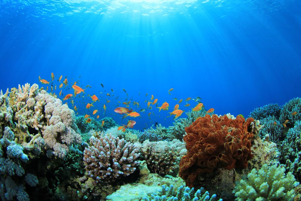 MSC Cruises’ Foundation Calls for Support to Help Save Coral Reefs