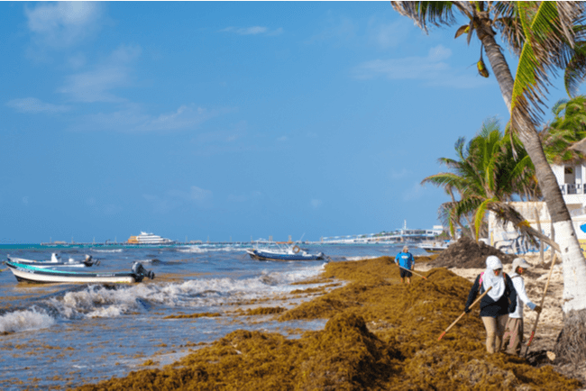 Top Playa del Carmen Beach to Stay Closed for Sargassum Cleanup