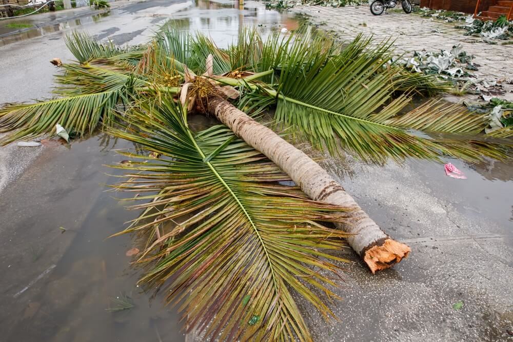 Hurricane Fiona Travel 