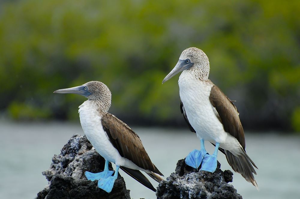 Seven Ways to Dance with Blue-Footed Boobies in the Galápagos