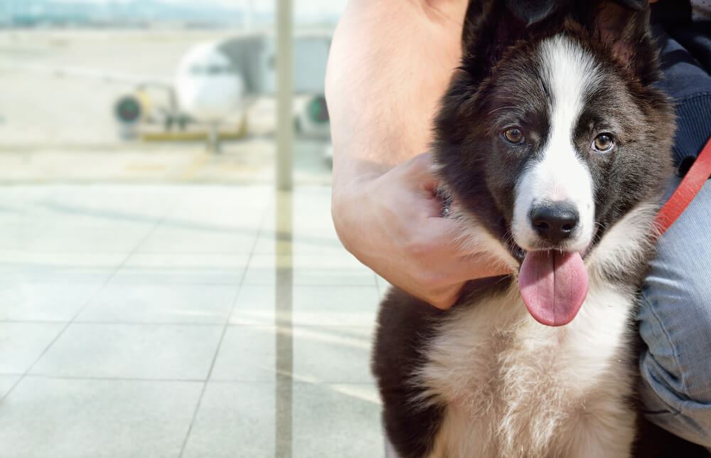 Border Collie waiting to board an airplane 