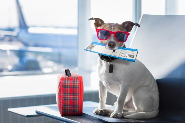 dog wearing sunglasses holding plane tickets in mouth waiting in airport 