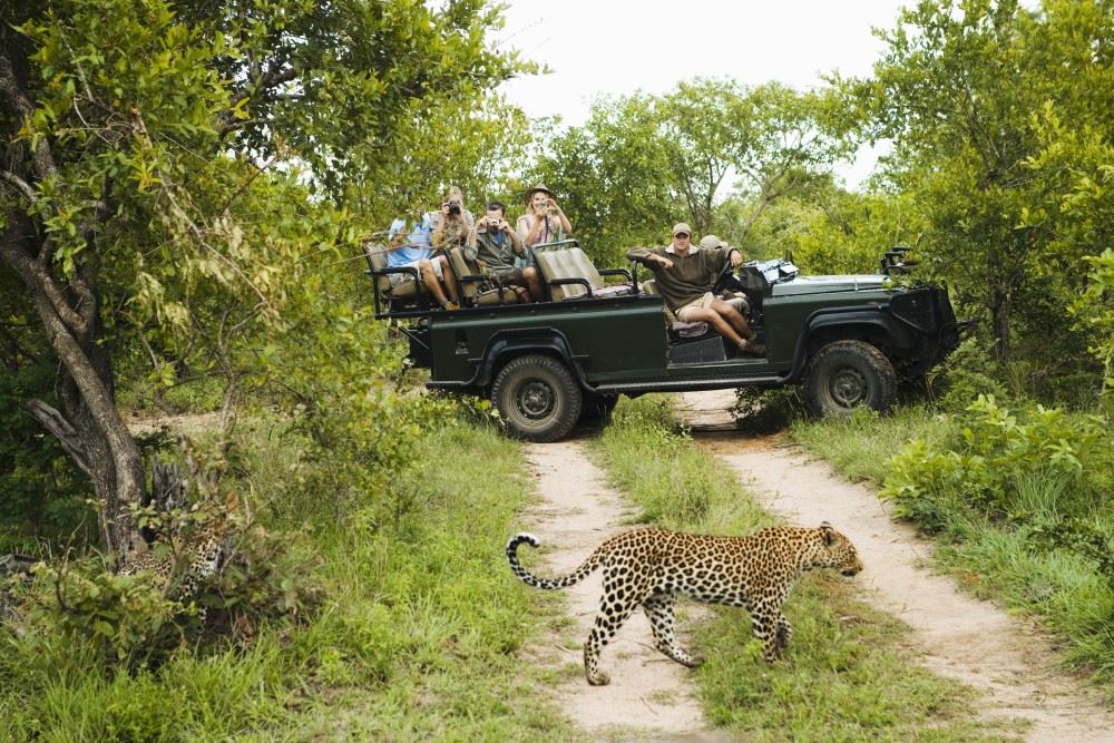 people on safari spotting a leopard