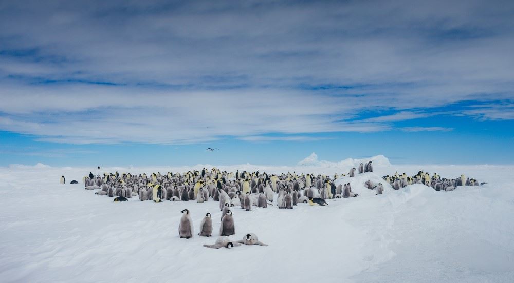 emperor penguins on snow hill in antarctica