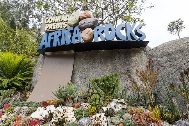 The San Diego Zoo's Africa Rocks 
