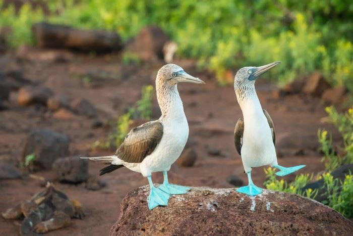 blue footed boobies in the galapagos