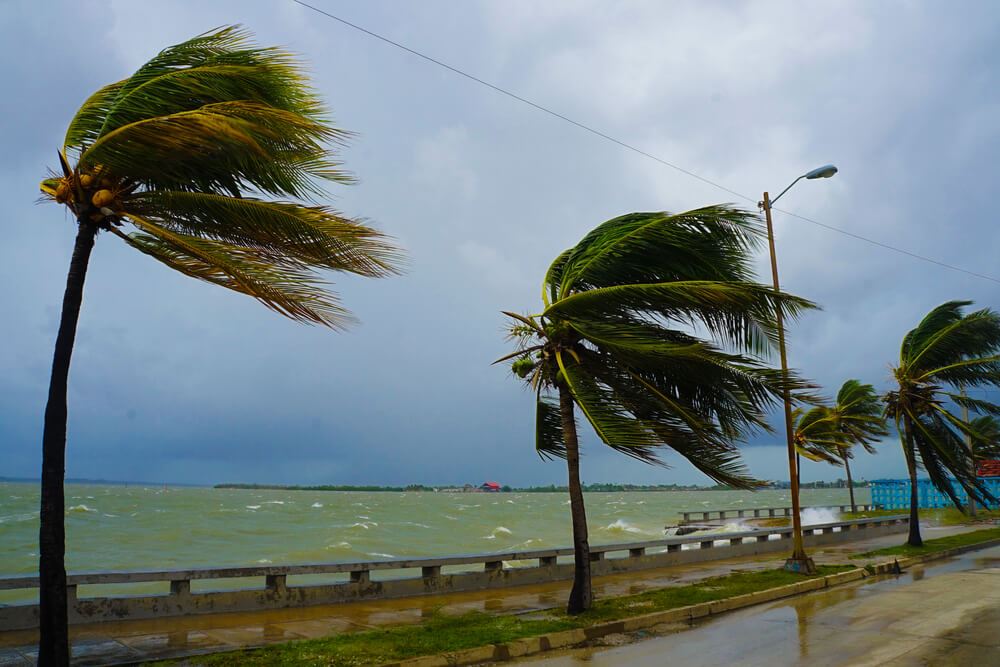 Caribbean Hurricane palm trees blowing in the wind 