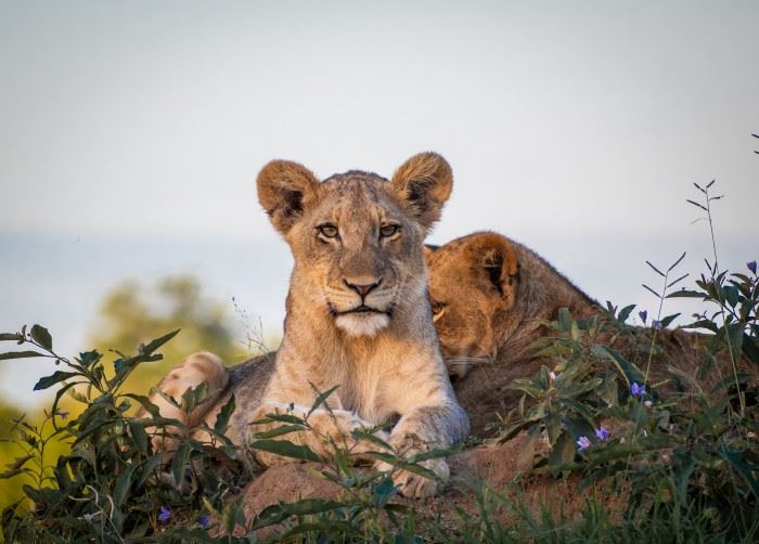 two lions at dulini in south africa