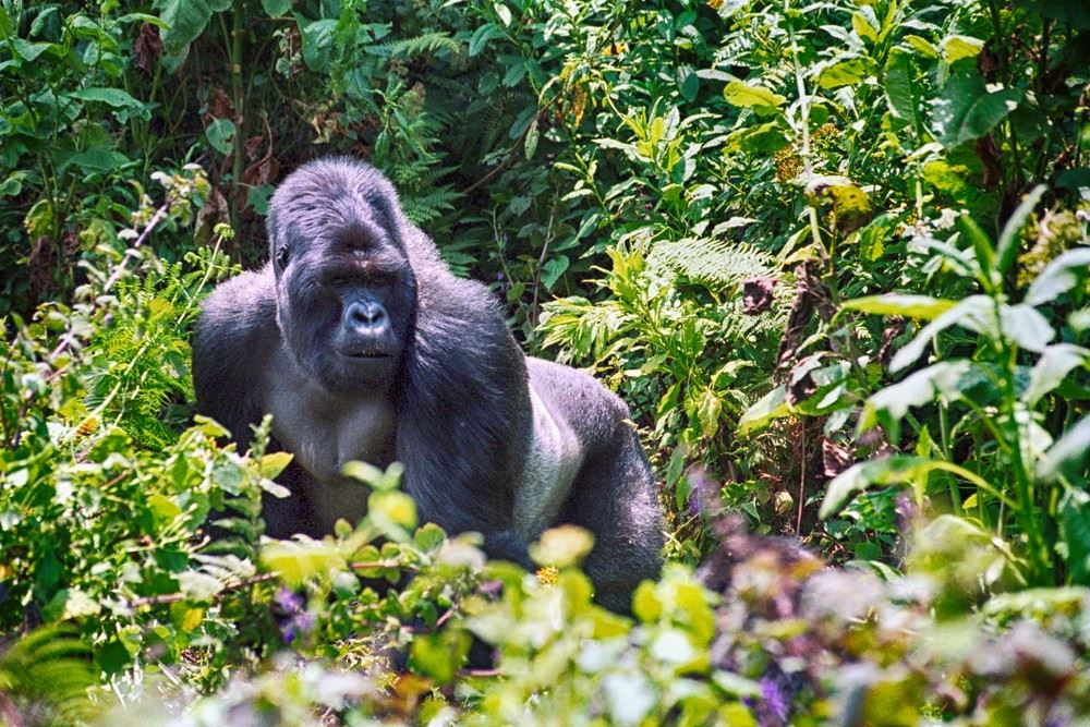 magnificent silverback gorilla in a forest in rwanda