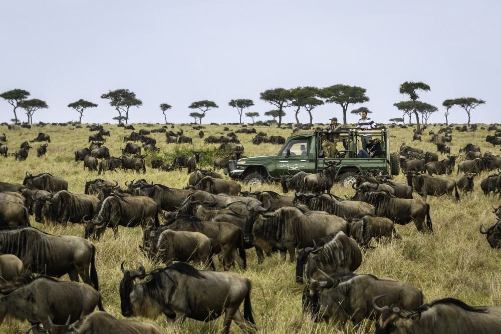 viewing the great migration on a safari in africa
