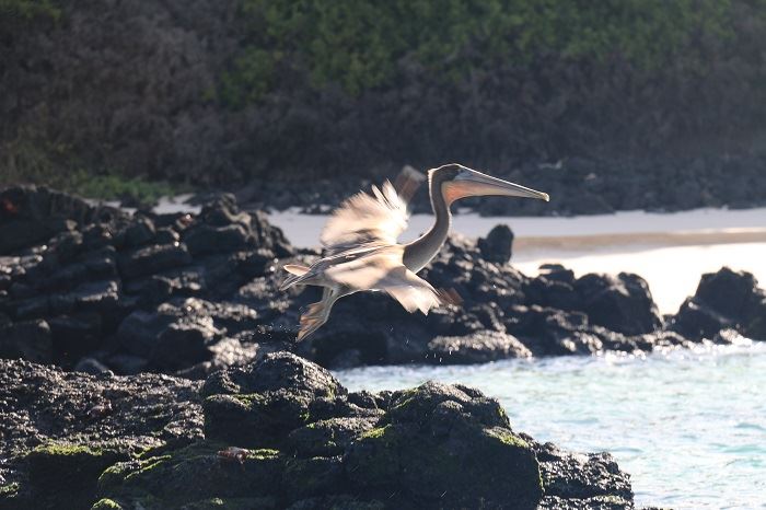 Galapagos Land Extensions in Ecuador Are Perfect Bookends to a Cruise