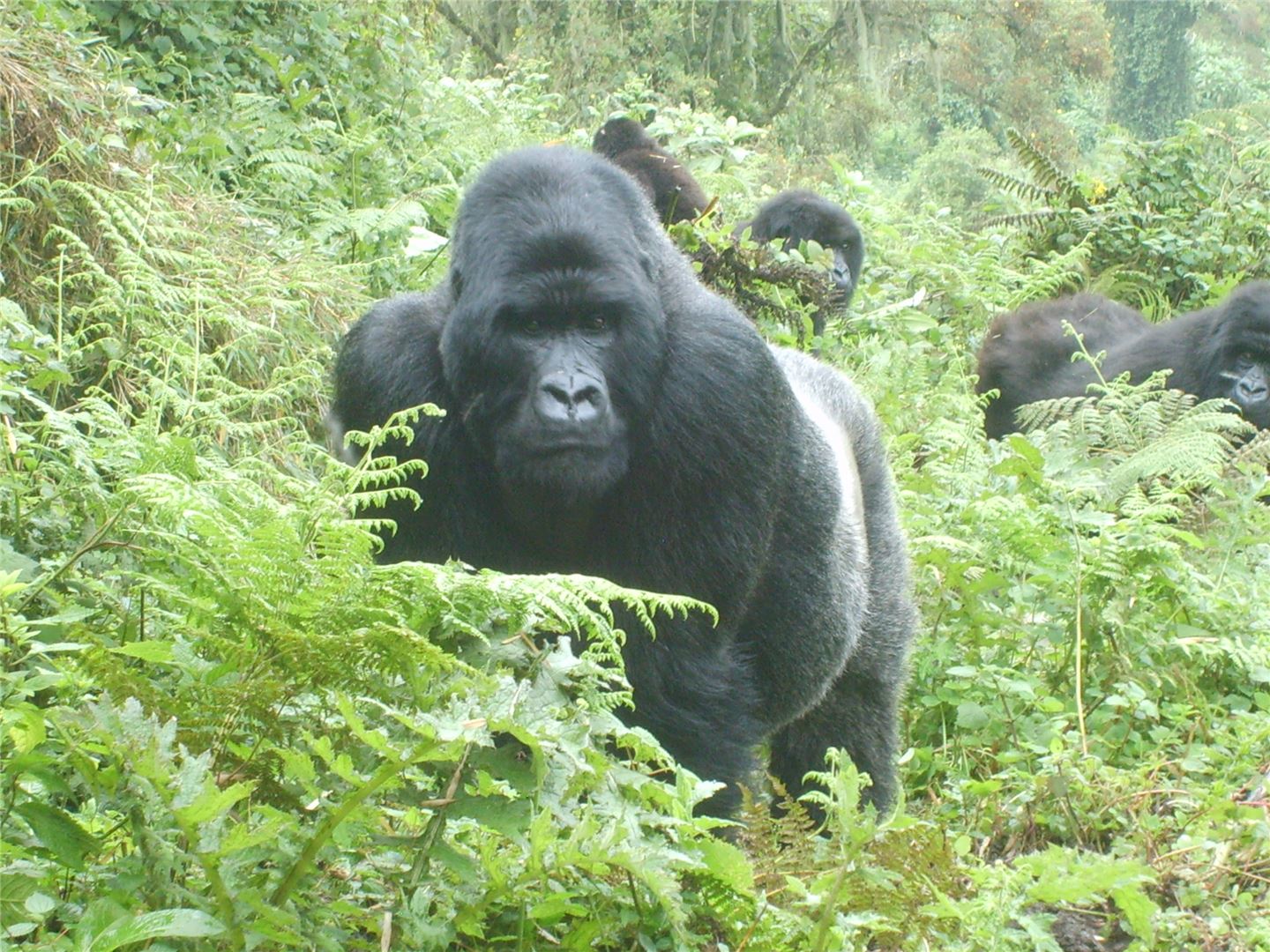 Volcanoes Safaris: Gorilla Trekking Comes of Age