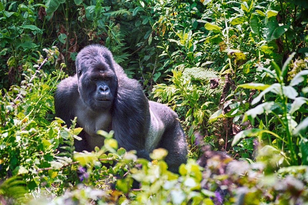 African Travel Opens Rwanda & Gorilla Trekking Fam for Travel Agents