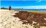 A Massive Sargassum 'Blob' Could Heavily Impact Florida Beaches this Summer