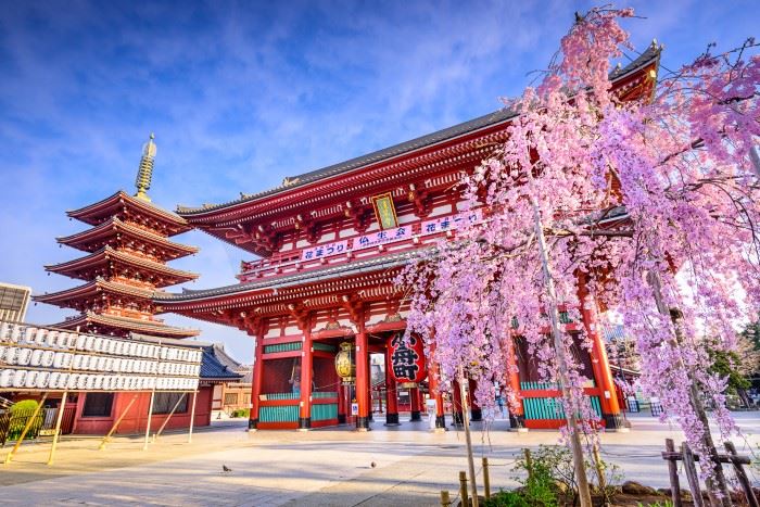 sensoji temply in tokyo with cherry blossom tree blooming