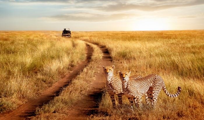 cheetahs by road on safari with african travel inc