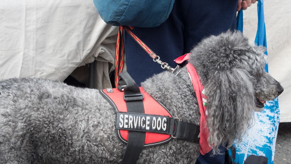 What to Know About Flying with a Service Animal