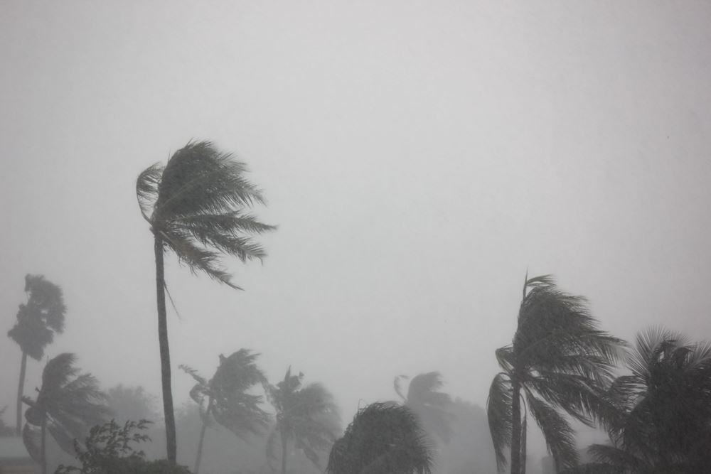 Palm trees blowing from hurricane winds south florida caribbean 