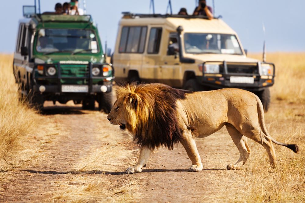 Four Questions: A Safari Guide Describes Your Clients’ Experience