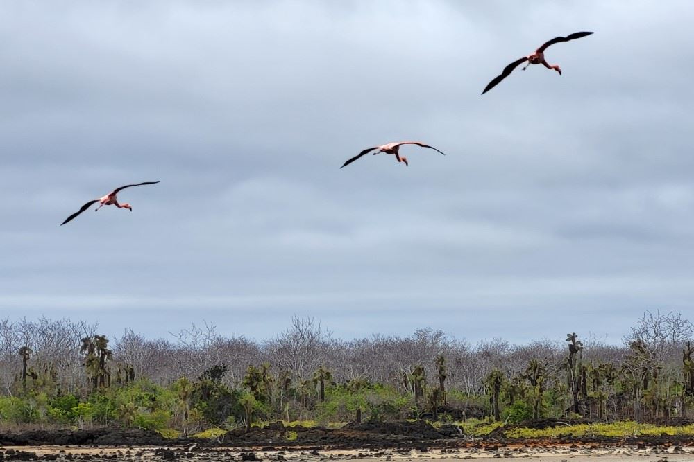 galapagos flamingos in flight