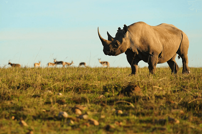 Rhinos at the Shamwari Private Game Reserve.