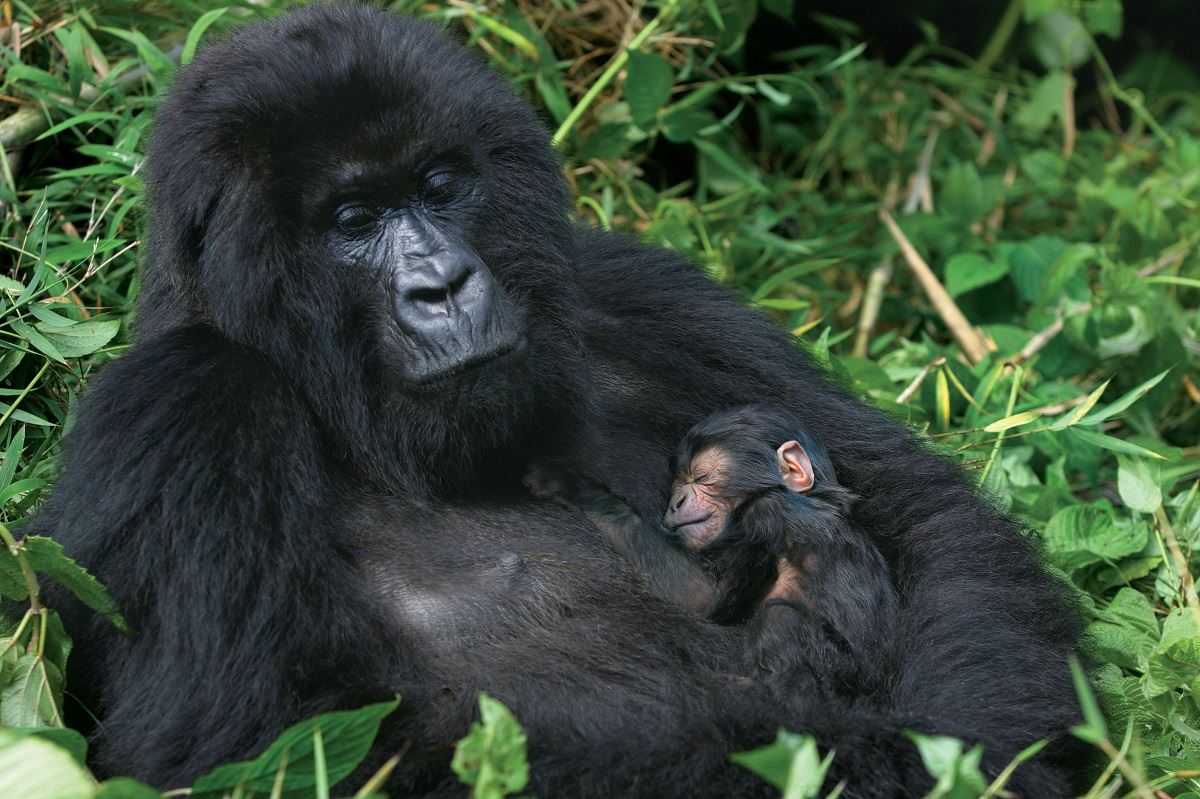 Join African Travel Live Event for a Chance to Win a Stay at Virunga Lodge