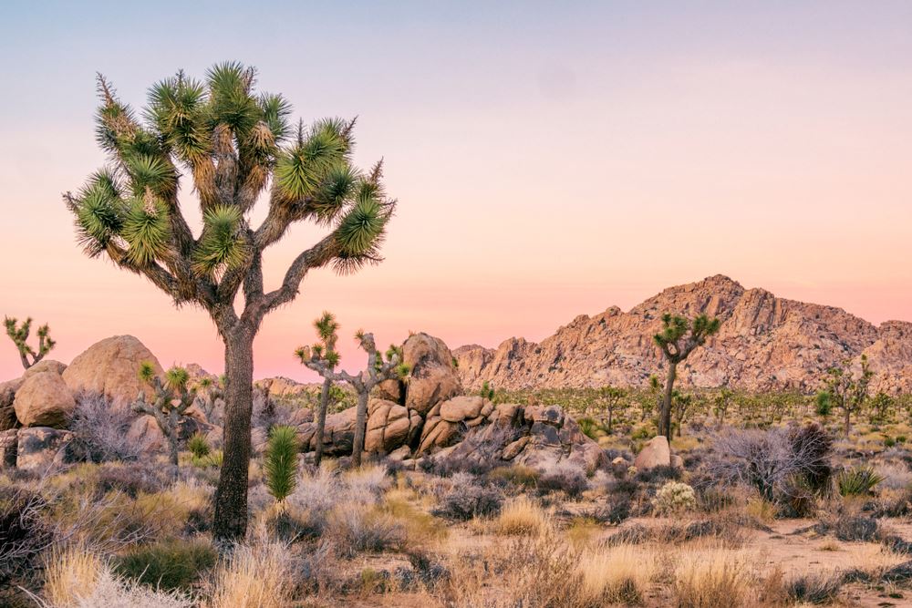 Joshua Tree National Park to Close Temporarily