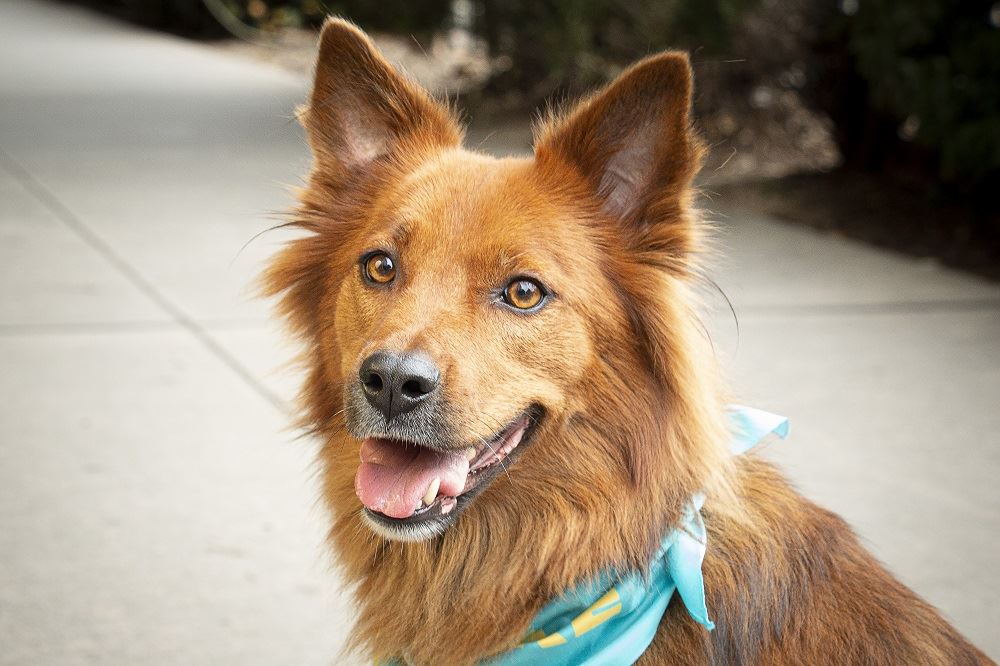 Meet Mo, Visit North Carolina’s “Dog Travel Agent”
