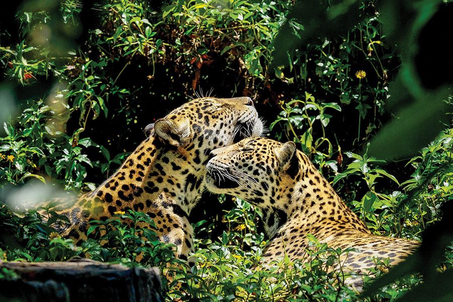 jaguars wildlife belize