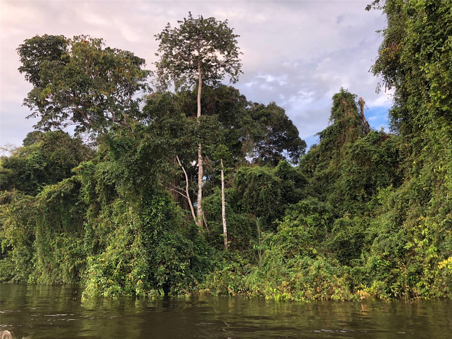 Amazon river cruises jungle vegatation thick jungle 