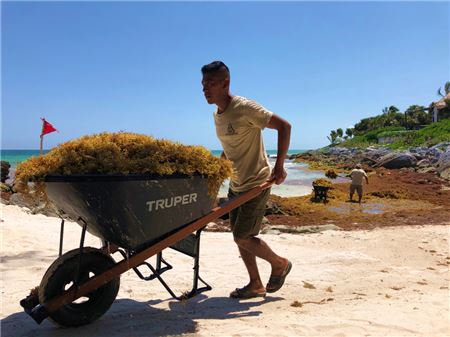 Mexico and the Caribbean’s Seaweed Problem Isn’t Going Away