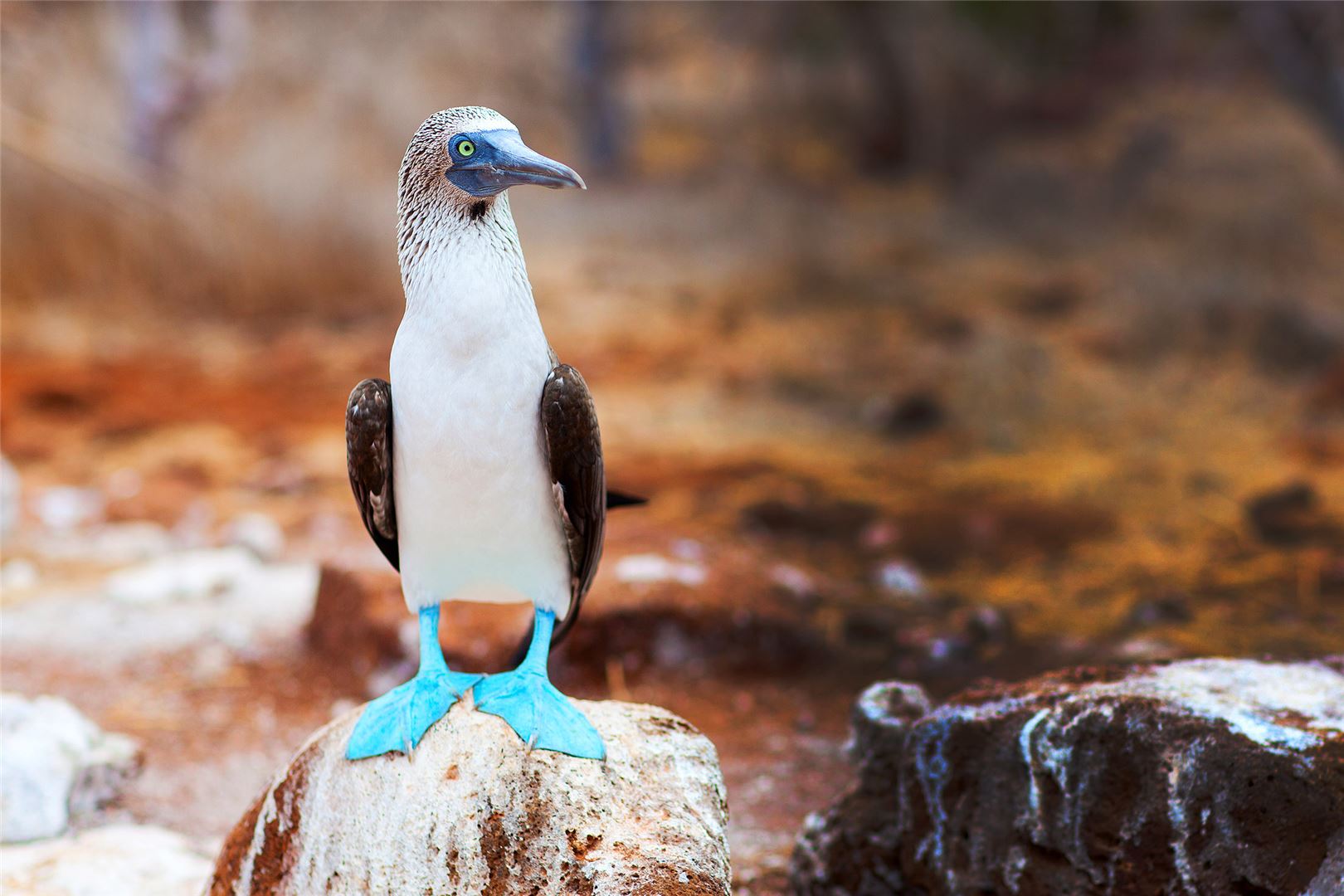 Avanti Tour Operator Cruise Galapagos