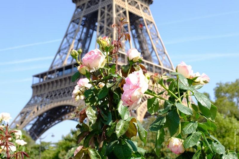 Eiffel Tower to Reopen to the Public Next Week