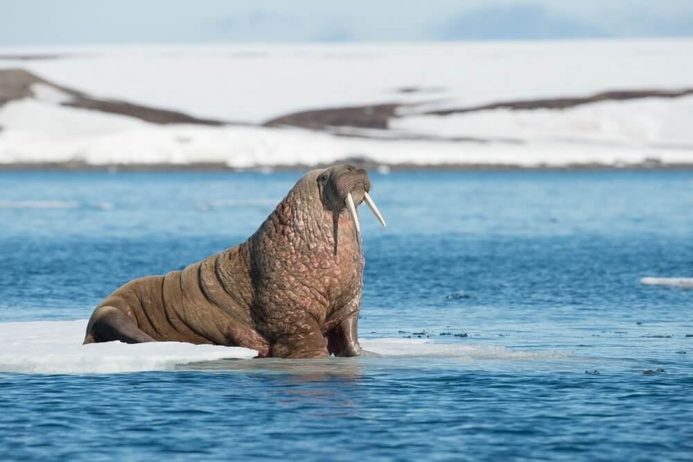 walrus located in svalbard norway