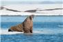 Norway's Svalbard Archipelago Sets Strict Cruise Limits