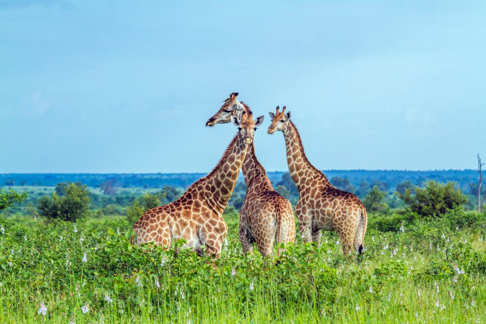 African Travel Extending Application Deadline for Safari Fam Trip