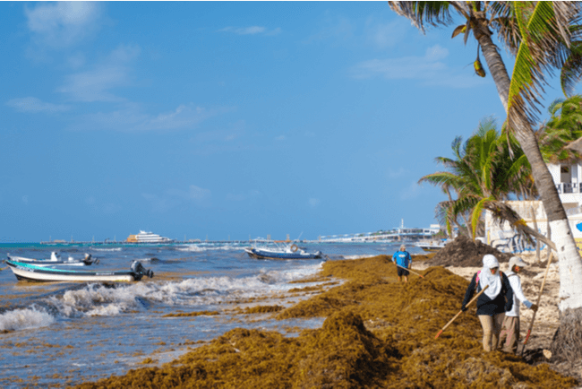 顶级Playa del Carmen Beach保持关闭以进行Sargassum清理