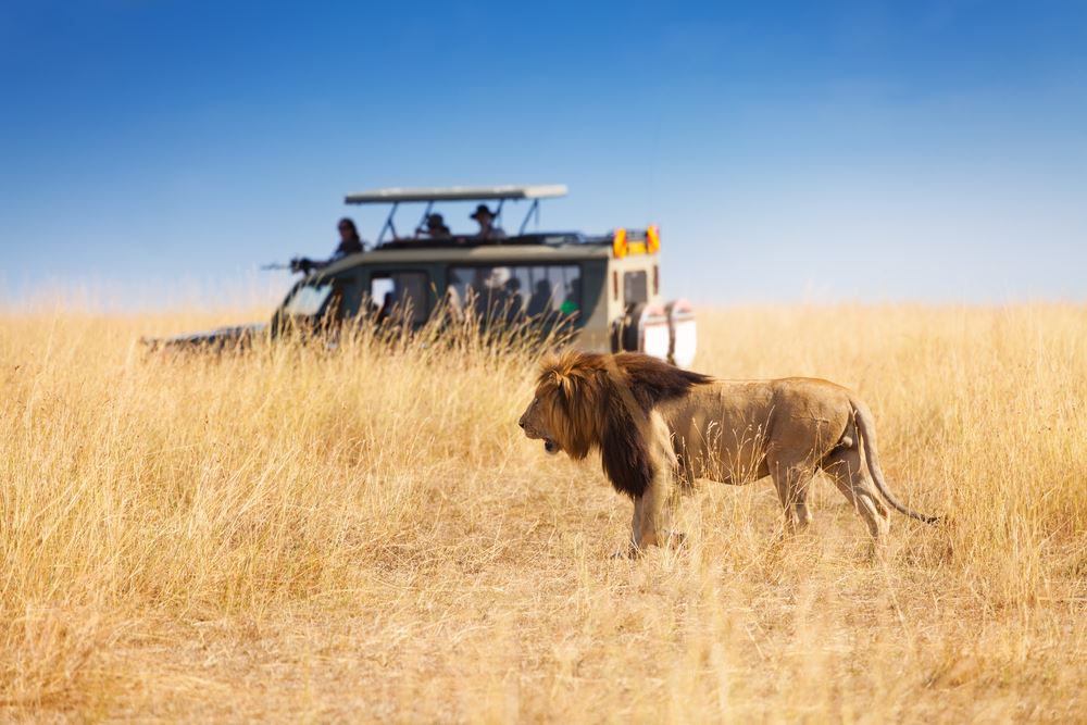 What Does It Take to Build a Successful African Safari Business?