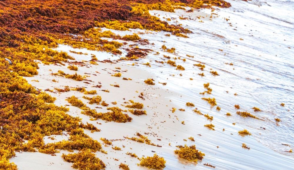 sargassum seaweed on a beach in cancun