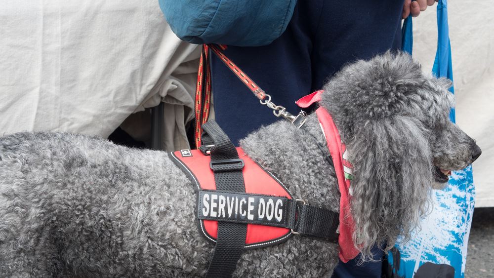 Flying with store a service dog