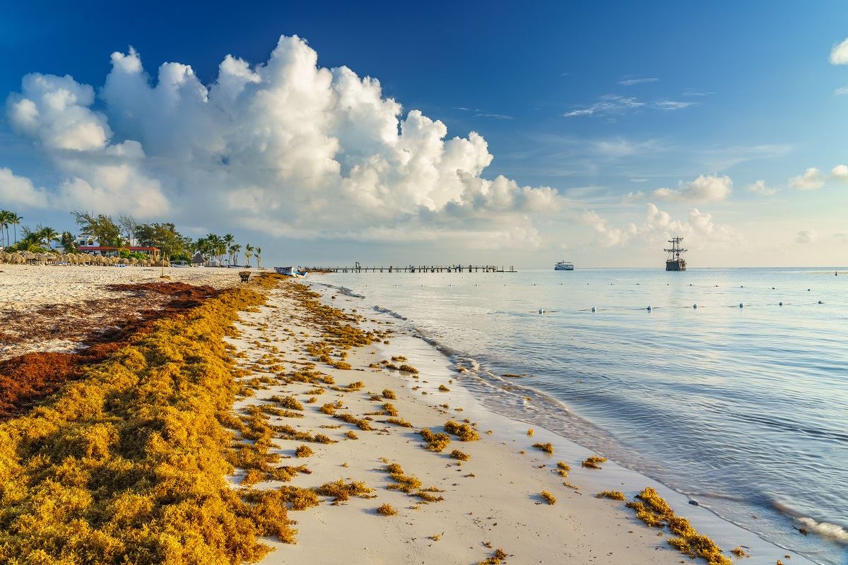 Arrival of Sargassum Seaweed is Inevitable But Forecast Predicts