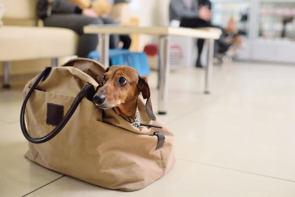 delta-introduces-new-carrier-for-pet-travel