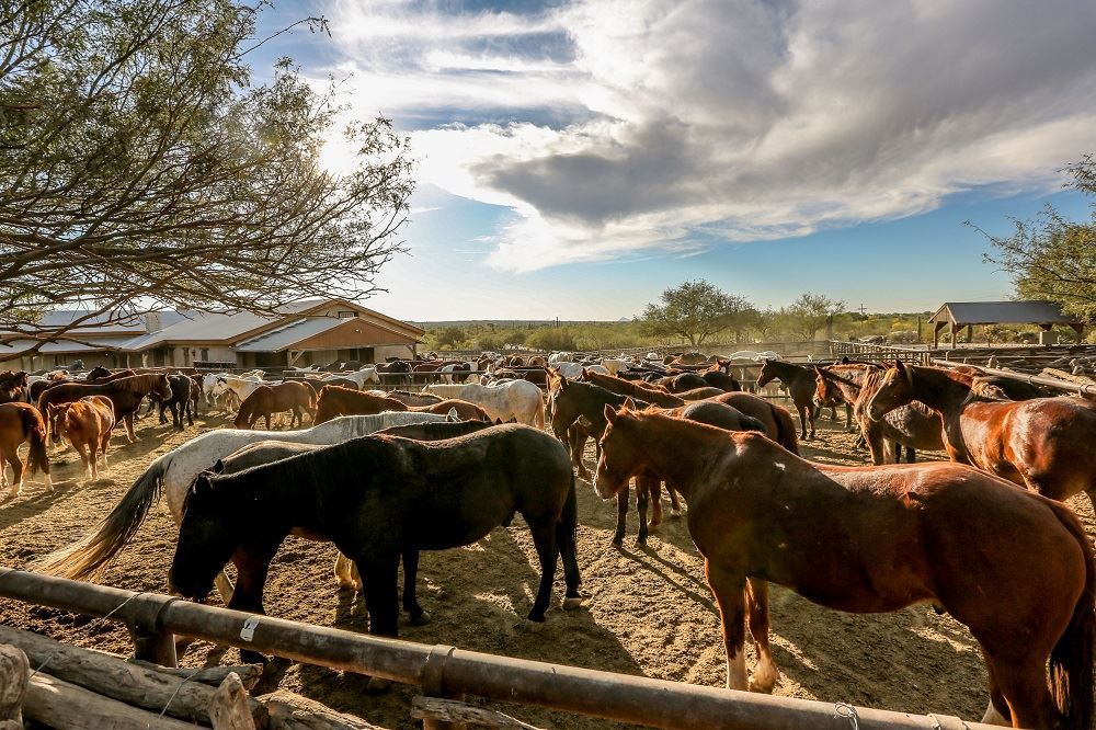 晒黑的佛得角牧场牧场“>
            <figcaption>
             <p><em>Photo: Tanque Verde Ranch</em></p>
            </figcaption>
           </figure>
           <div class=